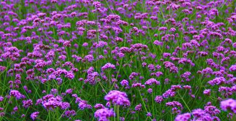 柳葉馬鞭草 花海景觀與生態綠化的多面手